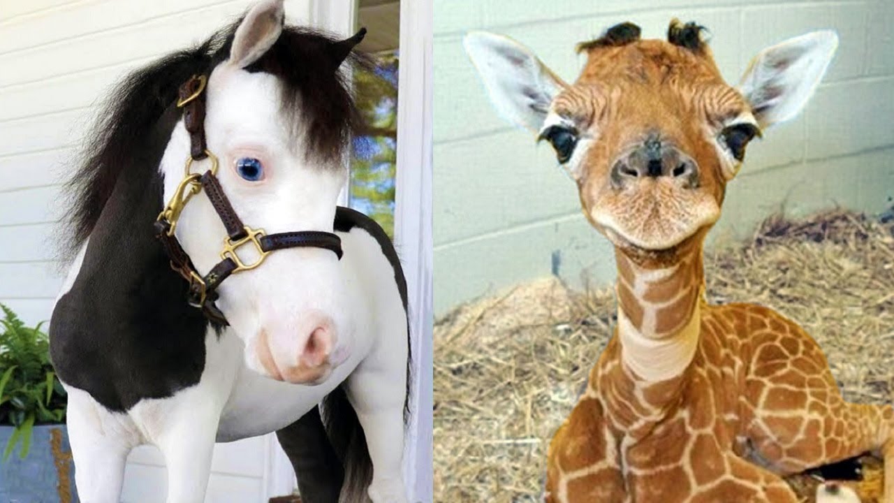 The Most Cutest Baby Animals 1funny Com