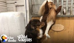 This Dog Can’t Stop Hugging His Horse BFF