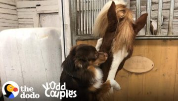This Dog Can’t Stop Hugging His Horse BFF