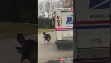Turkey Chases Mail Delivery Truck for Months