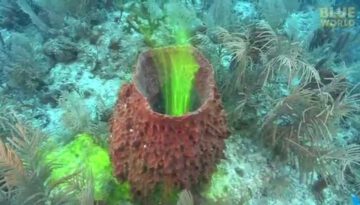 Amazing Sea Sponges Pumping