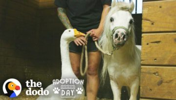 Rescued Goose, Mini Horse Are Inseparable
