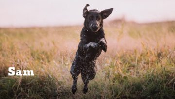 Sam The Duck Hunting Dog