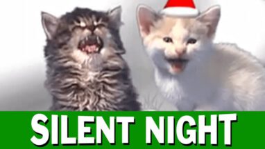 Silent Night – Jingle Cats