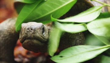 Spy Tortoise Adopted by Chimpanzee