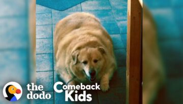 Watch What Happens When This Dog Loses 100 Pounds!