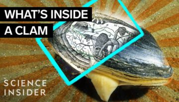 What’s Inside A Clam?