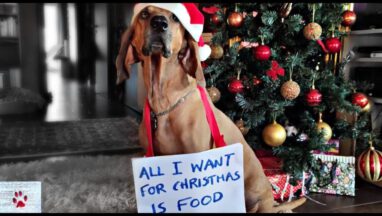 What Dogs Want for Christmas