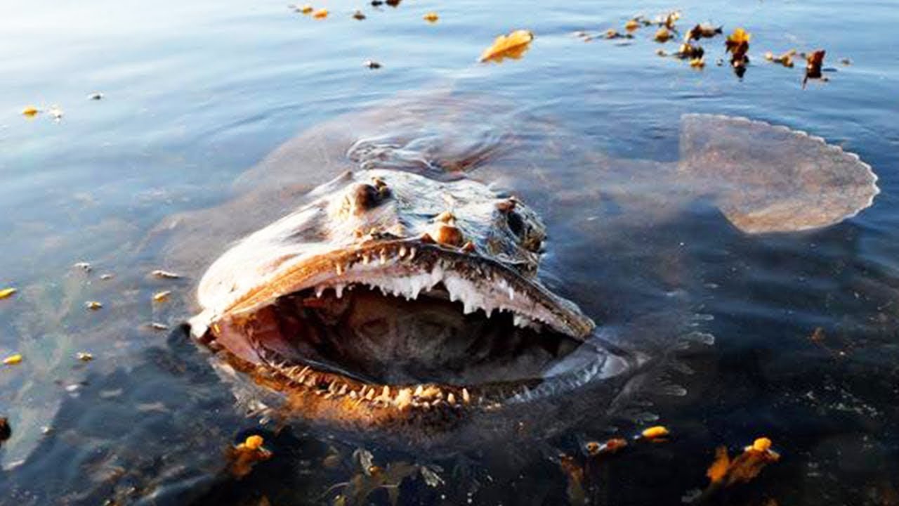 10 Most Dangerous Ocean Creatures in the World - 1Funny.com