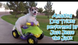 Amazing Dog Tricks Performed by Jesse!