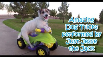 Amazing Dog Tricks Performed by Jesse!