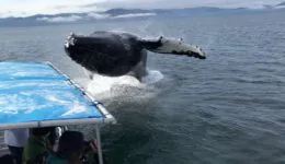 Big Whale Watching Surprise
