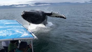 Big Whale Watching Surprise
