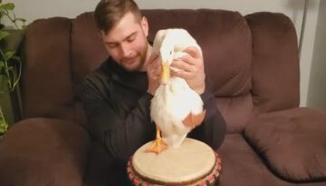 Duck That Can Play The Drums