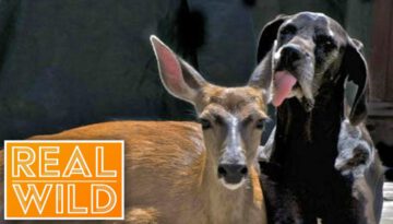 Friendship Between Great Dane And Deer Lasting Years