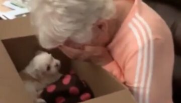 Grandma Brought to Instant Tears When Surprised With New Puppy