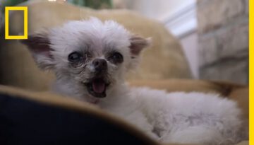 Inside a Dog Retirement Home