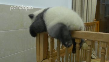 Panda Attempts Crib Escape
