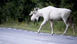 Rare Footage of Stunning White Moose