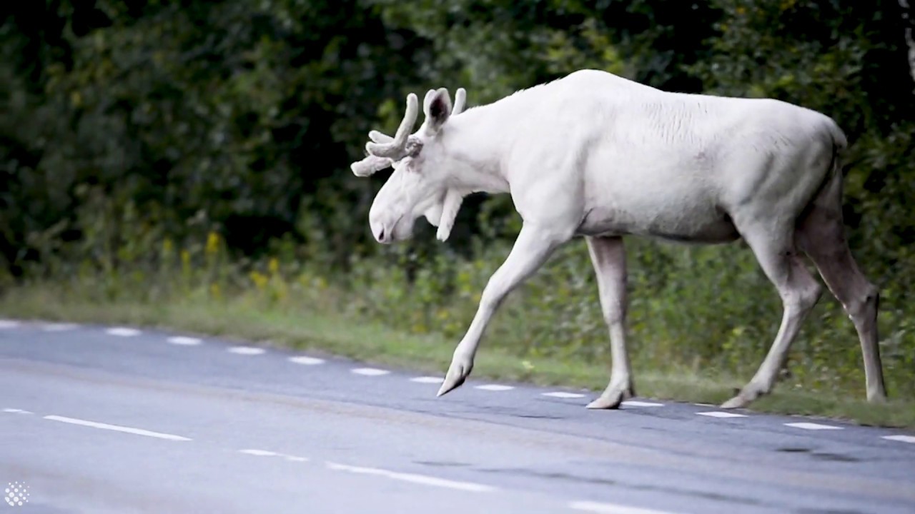 Rare Footage Of Stunning White Moose