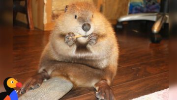 Rescue Beaver Loves Building Dams in His House – Justin Beaver