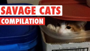 Savage Cats Funny Pet Video Compilation