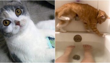 The Funniest and Silliest Cats You’ll Ever See