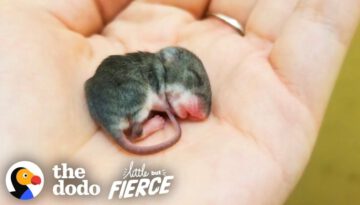 Tiny Baby Mouse Found Tucked Into Blankets