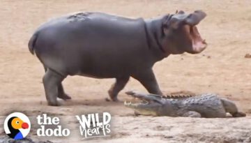 Young Hippo Can’t Stop Teasing Crocodile