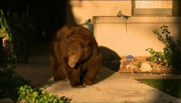 Huge Bear Takes Stroll Through California Suburb