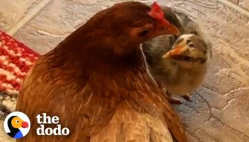 Ben The Rescue Chicken Just Adopted A Chick Who Wasn’t Hers