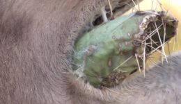 Camels Eat Cacti With 6-Inch Needles