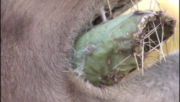 Camels Eat Cacti With 6-Inch Needles