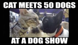 Fearless Cat Meets 50 Dogs at a Dog Show