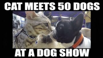 Fearless Cat Meets 50 Dogs at a Dog Show