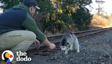 Guy Finds Lost Husky On Train Tracks