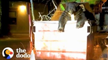 Huge Bear Trapped In Dumpster Helped By Cops