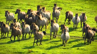 Majestic Galloping Horses