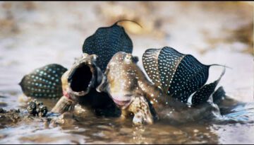 Mudskippers: The Fish That Walk on Land