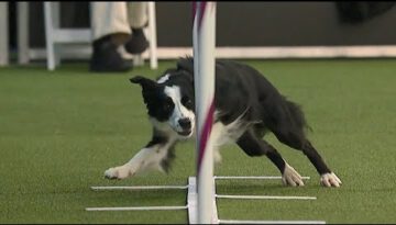 Pink the Champion Border Collie