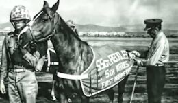 Staff Sergeant Reckless – Marine Corps War Horse – Hero