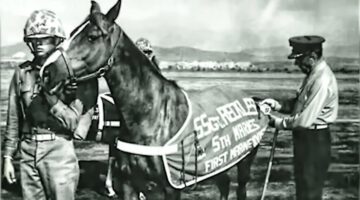 Staff Sergeant Reckless – Marine Corps War Horse – Hero