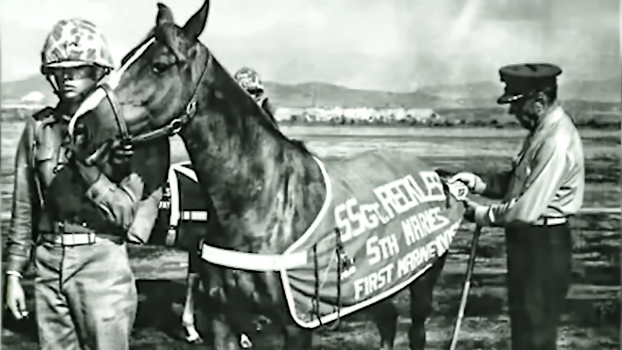Staff Sergeant Reckless - Marine Corps War Horse - Hero