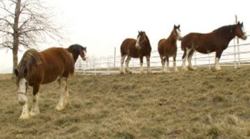 Super Bowl’s Baby Clydesdale: A Budweiser Story