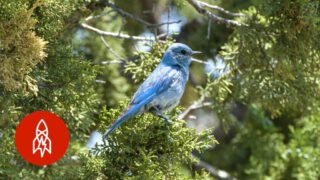 The Birdman of Idaho