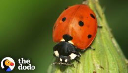 The Stunning Life Cycle Of A Ladybug