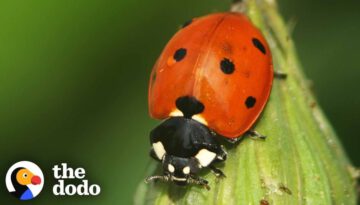 The Stunning Life Cycle Of A Ladybug