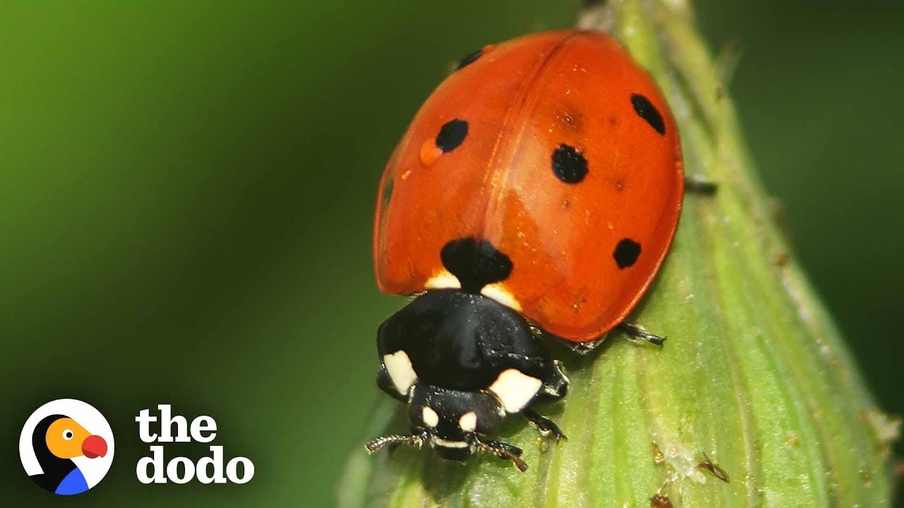 the-stunning-life-cycle-of-a-ladybug-1funny