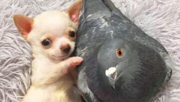 Tiny Dog and Pigeon Form an Unlikely Friendship
