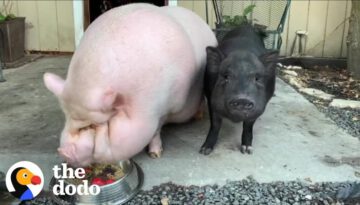 Watch What Friendship Does for a Depressed Pig
